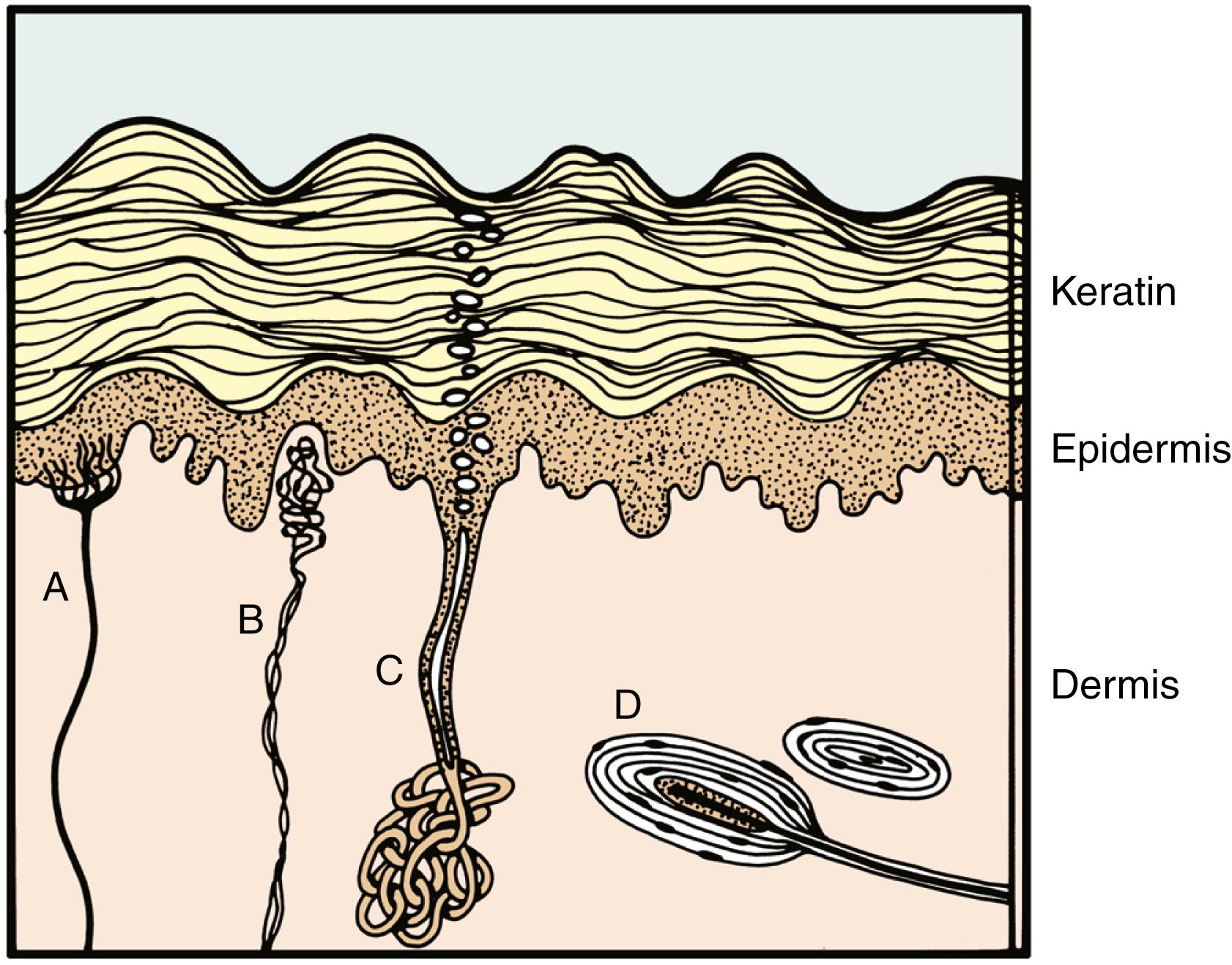 Fig. 44.2, Palmar hand skin. There are no pilosebaceous structures present. Meissner and pacinian corpuscles exist almost exclusively here. A, Meikel cell/neurite complex. B, Meissner corpuscle. C, Sweat gland. D, Vater-Pacini corpuscle.