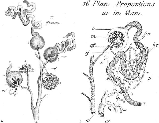 Fig. 1.2, William Bowman’s illustration of the vascular supply to glomeruli and the relationship of the efferent arteriole to the convoluted tubules (A and B).