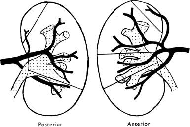 Fig. 1.22, A diagram of the most common arterial pattern of the kidney showing the main renal artery, anterior and posterior divisions, and the segmental, interlobar, and arcuate arteries.