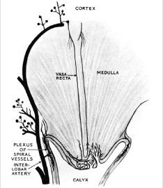 Fig. 1.24, Diagram of the dual blood supply to the papillae.