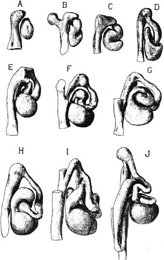 Fig. 1.3, Wax model serial reconstruction of nephron differentiation by Huber.