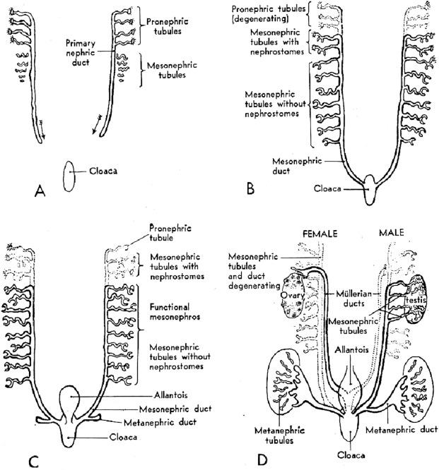 Fig. 1.4, Diagram illustrating the relationship between reproductive tract and urinary tract development.