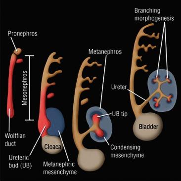 Fig. 1.5, Early morphogenesis of the kidney.