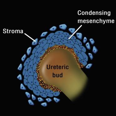 Fig. 1.8, Invasion of the ureteric bud into the mesenchyme results in condensation of the mesenchyme around the ureteric bud tip.