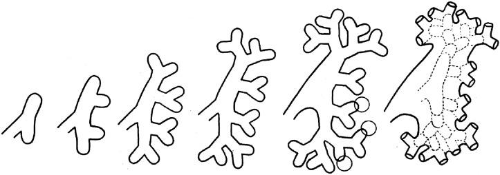 Fig. 1.9, Development of the renal pelvis.