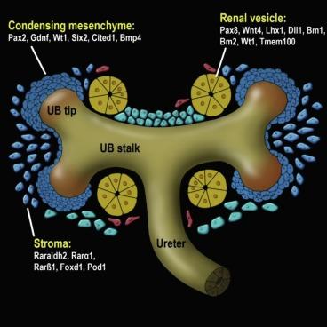 Fig. 1.10, Reciprocal interactions between the ureteric bud, condensing mesenchyme, and stroma involve cross talk between cells with involvement of many genes and their products, some of which are highlighted in this figure.