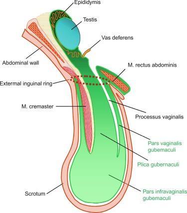 Fig. 12.13, Development of the gubernaculum and related anatomical structures.