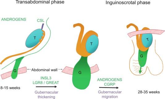 Fig. 12.15, The main factors involved in testicular descent.