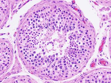 Fig. 12.29, Cross section of seminiferous tubule with complete spermatogenesis surrounded by tunica propria. Both interstitium and tunica propria blood vessels may be observed. Among seminiferous tubules, small groups of Leydig cells may be observed.