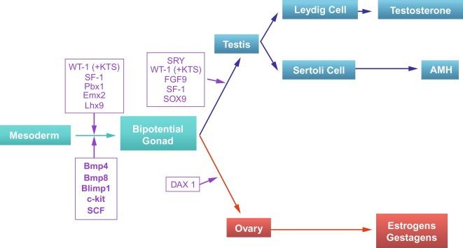 Fig. 12.3, Genetic mechanisms involved in sex determination and testicular differentiation.