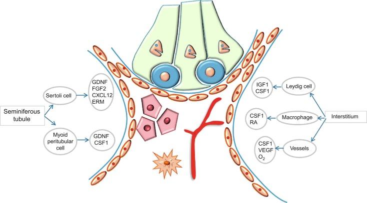 Fig. 12.36, Regulation of proliferation, self-renewal, and expansion of spermatogonial stem cells. GDNF , glial cell line–derived neurotropic; FGF2 , fibroblast growth factor 2; CXCL12 , C-X-C motif chemokine ligand 12; ERM , ezrin-radixin-moesin protein family; CSF1 , colony-stimulating factor 1; IGF1 , Insulin like growth factor 1; VEGF , Vascular Endothelial Growth Factor.