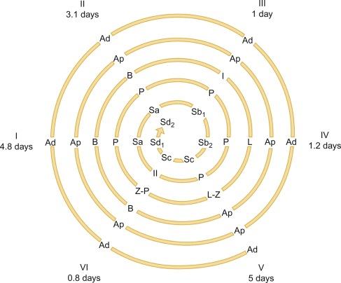 Fig. 12.37, The six different germ cell associations of the seminiferous tubules and the sequence of spermatogenesis. Completion of spermatogenesis requires more than four cycles and lasts for approximately 64 days. Each association is indicated by Roman numerals with its corresponding duration. Ad , Dark type of A spermatogonia; Ap , pale type of a spermatogonia; B , B spermatogonia; I , interphase primary spermatocyte; II , secondary spermatocyte (only in stage VI); L , leptotene primary spermatocyte; P , pachytene primary spermatocyte; Z , zygotene primary spermatocyte. Sa, Sb1, Sb2, Sc, Sd1, and Sd2 represent the progressive stages of spermatid differentiation into spermatozoa.