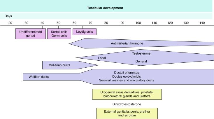 Fig. 12.10, Development of the genital system during the first months of intrauterine life.