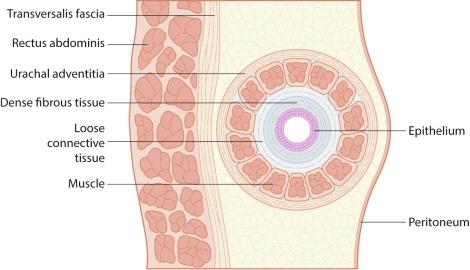 Fig. 5.7, The structure of the urachus in cross section.