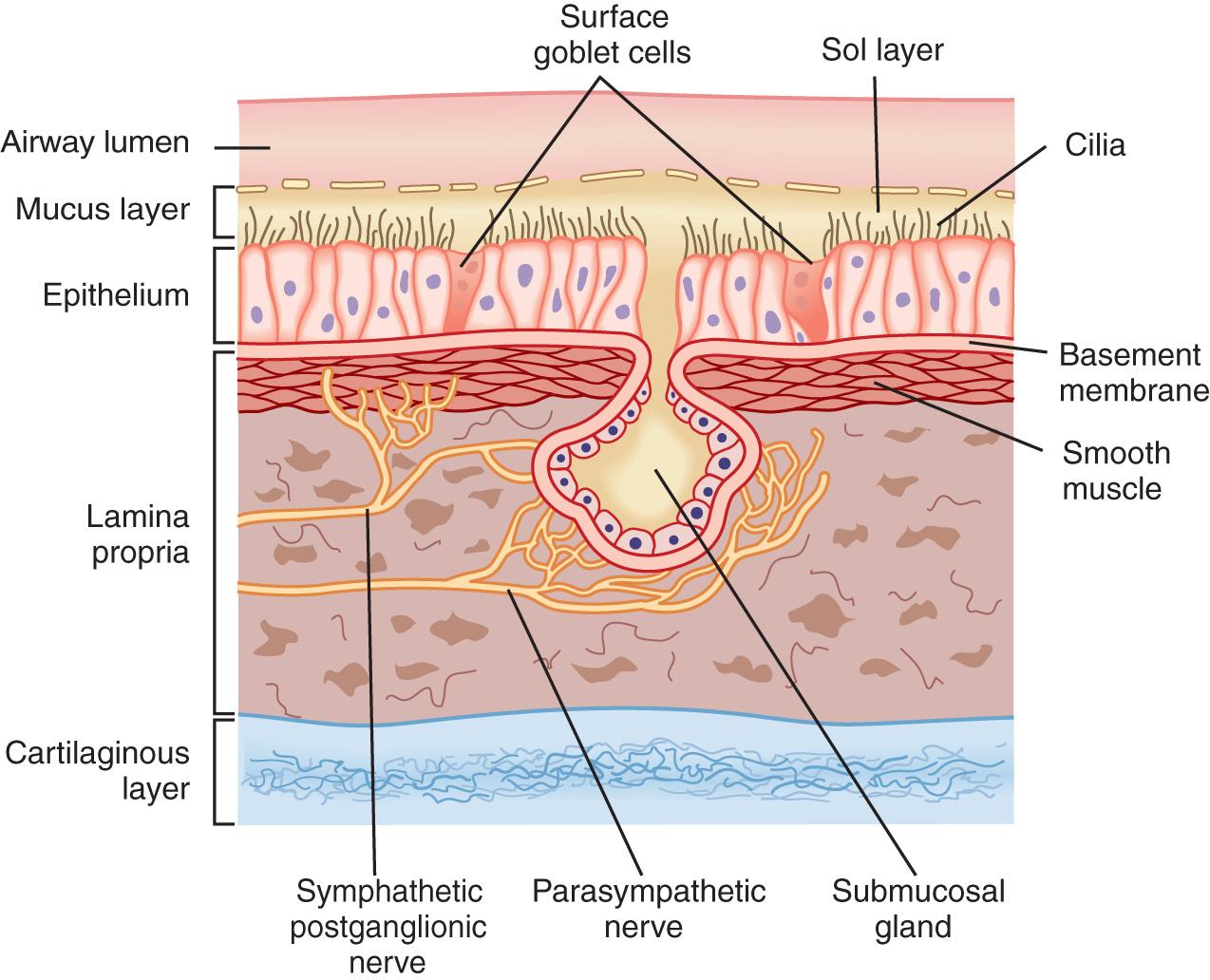 Fig. 26.1, Overview of the Epithelial Lining and Innervation of the Tracheobronchial Tree.