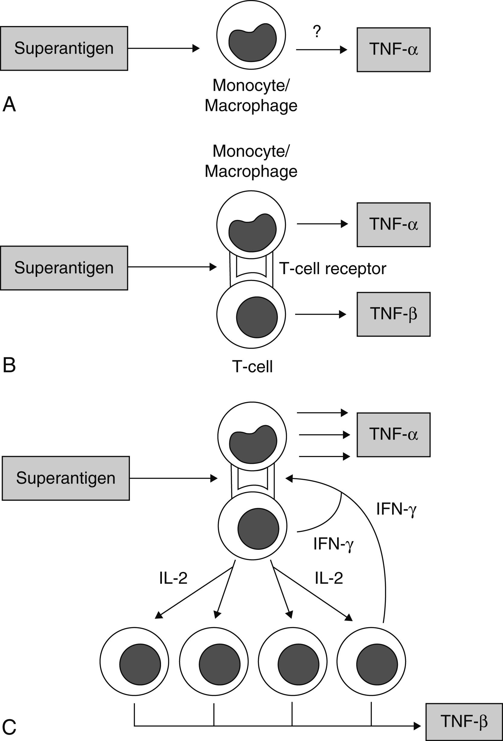 E-FIGURE 269-1, Superantigen-induced production of tumor necrosis factor-α (TNF-α) and lymphotoxin (TNF-β) by peripheral blood mononuclear cells.