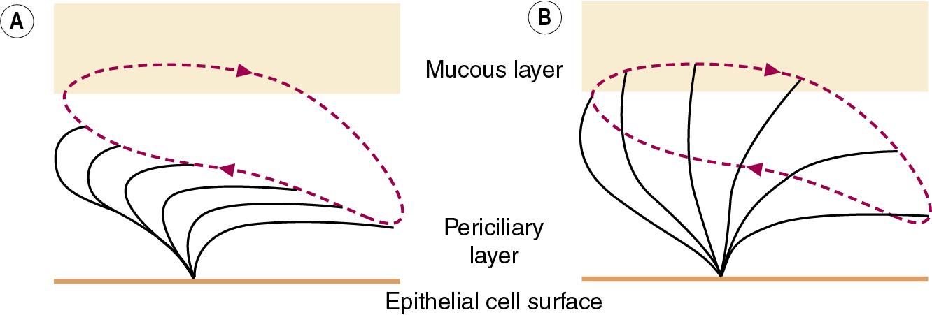 • Fig. 11.2, Mechanism of action of a single cilium on the respiratory epithelium. (A) Recovery stroke in which the cilium bows backwards and sideways within the low-viscosity periciliary layer. (B) Power stroke in which the cilium extends perpendicular to the epithelial cell into the mucous layer and propels it forwards. The red dashed line shows the trajectory of the cilium tip.