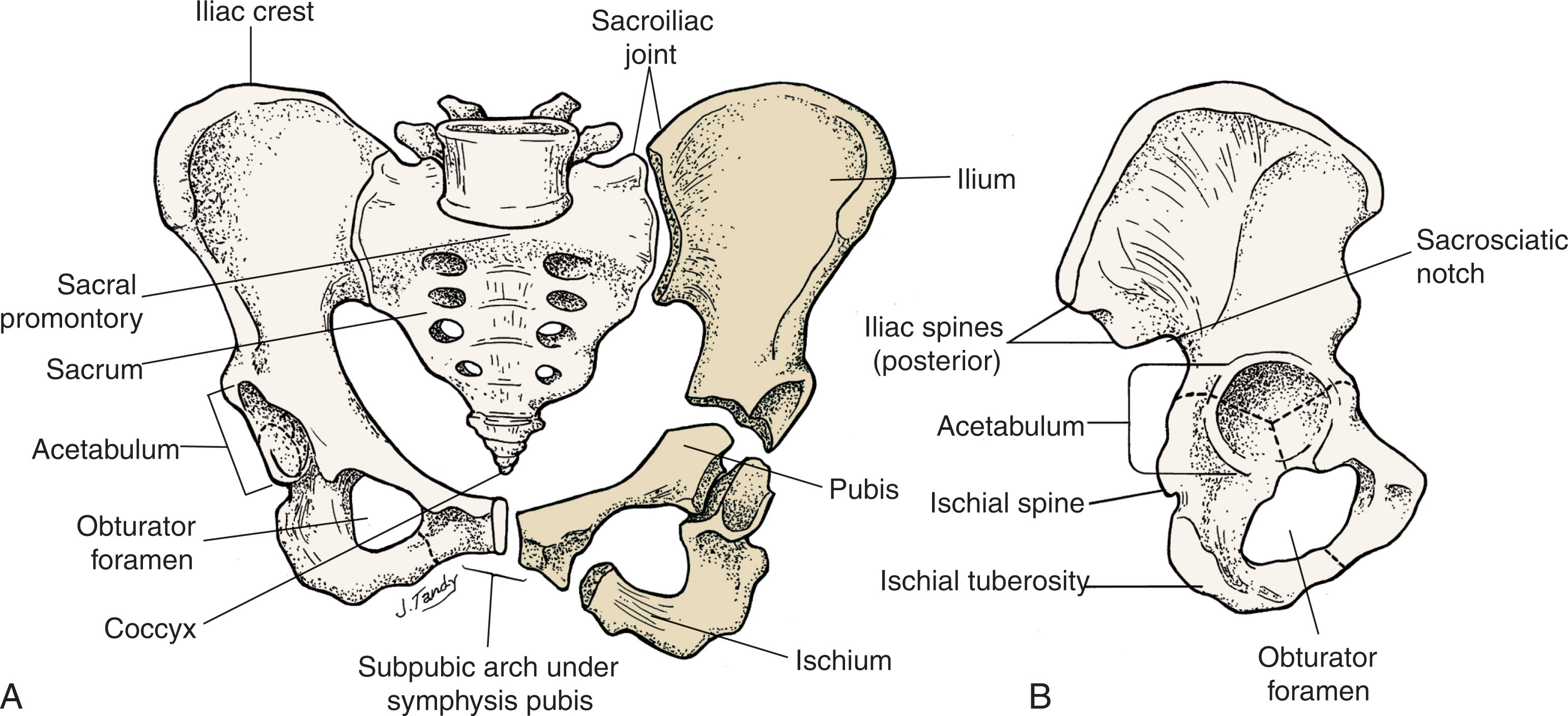 Fig. 41.3, The posterior wall of the pelvic cavity is formed by the sacrum and coccyx, and the margins of the posterolateral wall are formed by the piriformis and coccygeus muscles. The anterolateral walls of the pelvic cavity are formed by the hip bones and the obturator internus muscles, which rim the ischium and pubis.