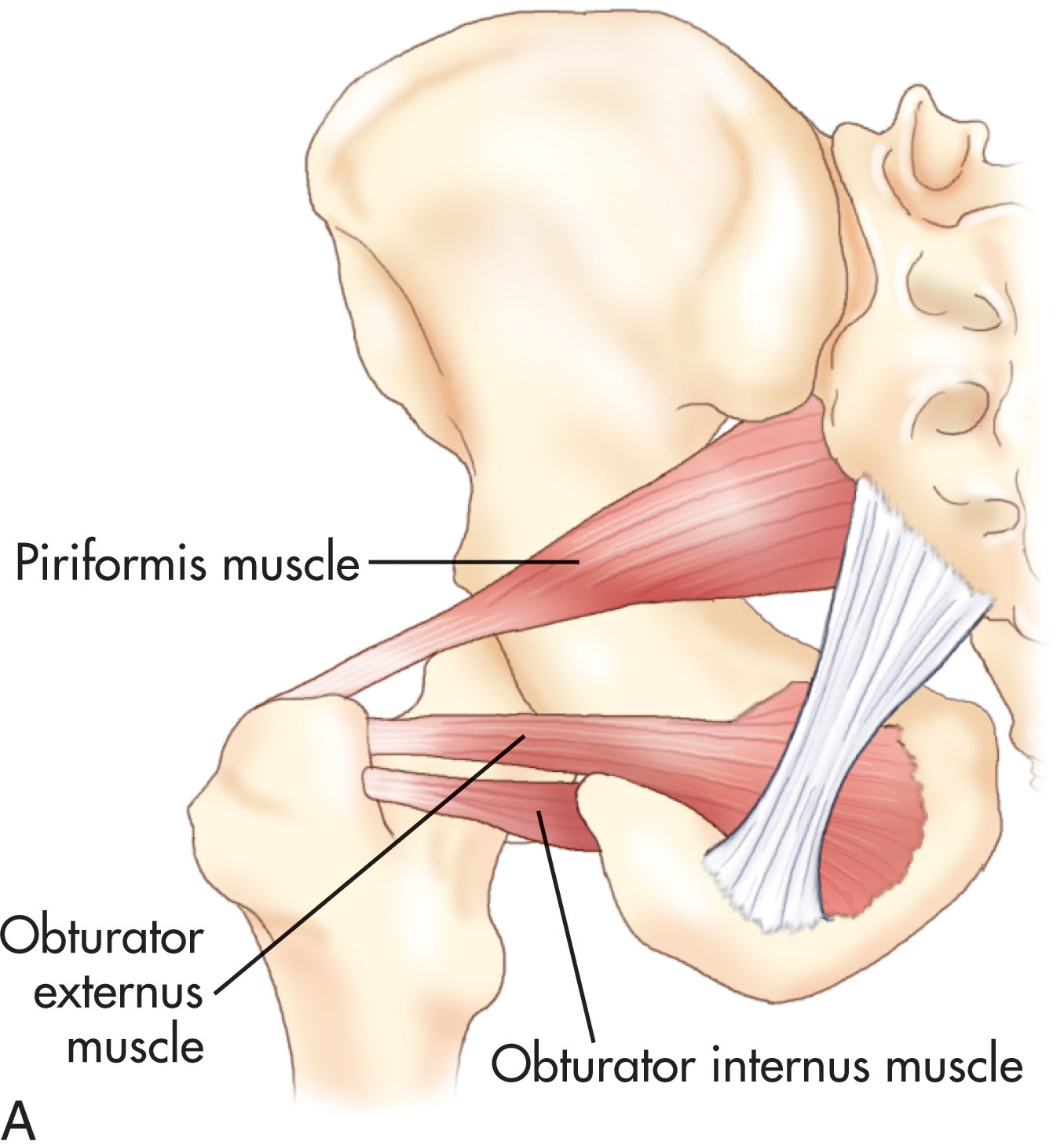 Fig. 41.5, (A) Posterior view of the piriformis and obturator internus muscles. (B) Pelvic cavity viewed from above. The piriformis and obturator internus muscles pass out from the pelvis through the sciatic foramina to attach to the greater tuberosity of the femur. (C) The floor of the pelvis is formed by the coccygeus and levator ani muscles (as viewed from above).