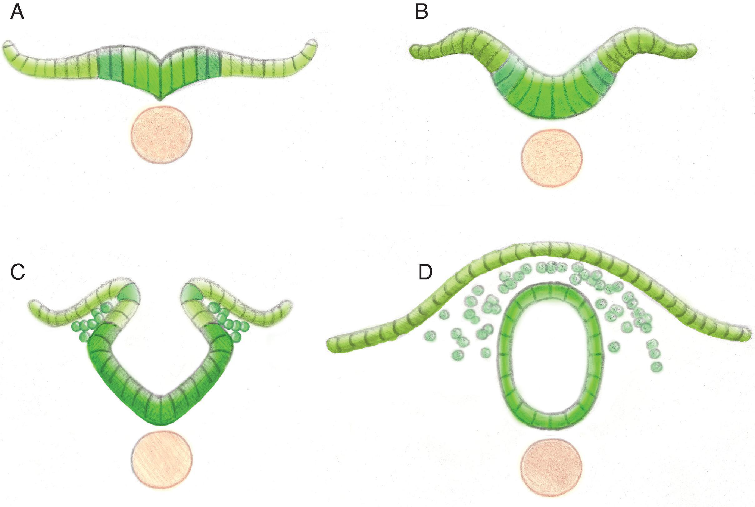 Primary Neurulation (Weeks 3–4). The notochord interacts with the overlying ectoderm to form the neural plate (A). The neural plate then bends to begin formation of the neural tube (B). Continued infolding of neural plate (C). Disjunction is the separation of the neural tube from the ectoderm (D).