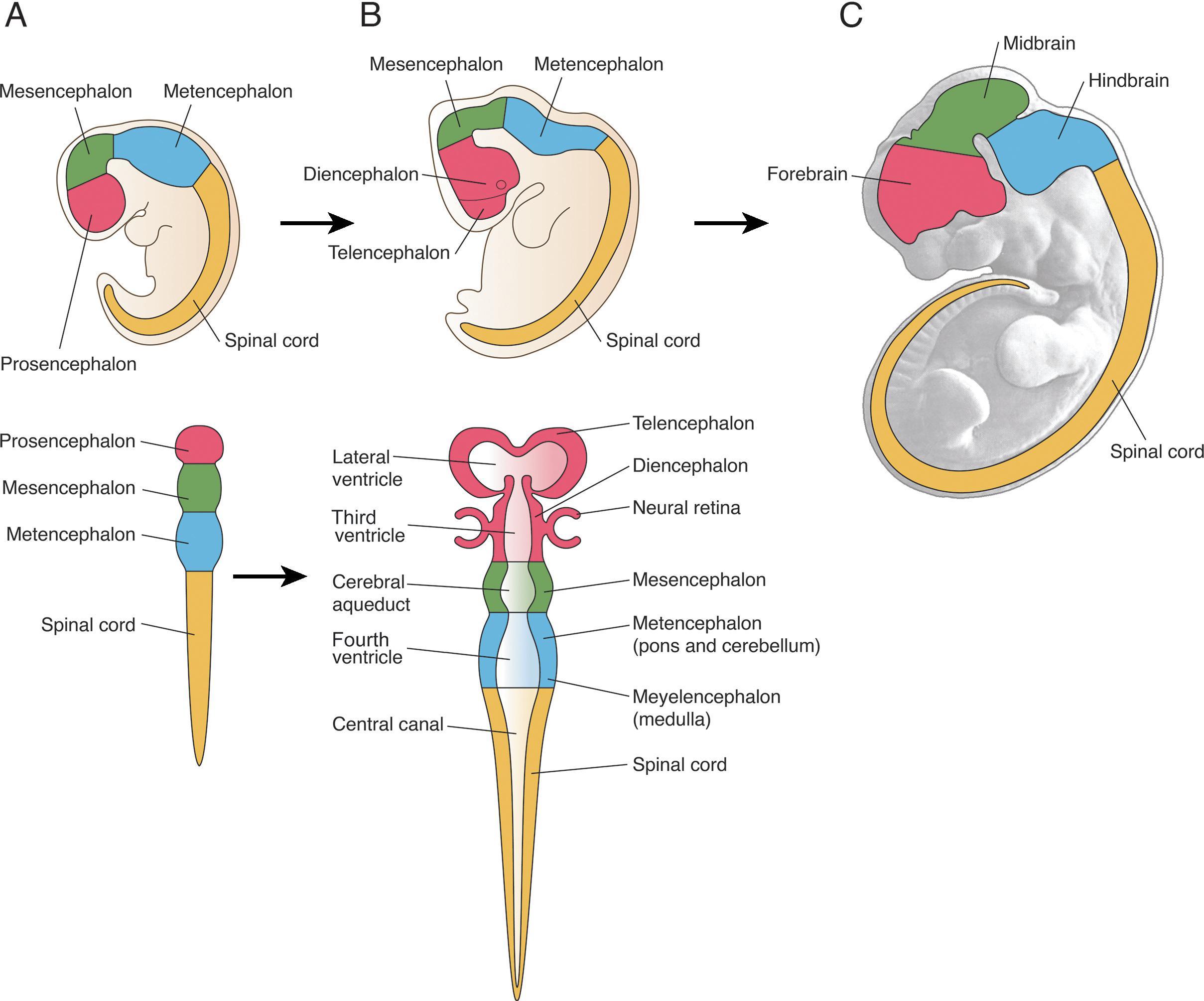 Embryology of the brain and spinal cord. The primary three divisions of the brain occur as three brain vesicles or swellings of the neural tube: the forebrain (prosencephalon), midbrain (mesencephalon), and hindbrain (rhombencephalon) (A). The next stage features further subdivisions–the forebrain vesicle subdivides into the paired telencephalic vesicles and the diencephalon, and the rhombencephalon subdivides into the metencephalon and the myelencephalon (B). These basic brain divisions can be related to the overall anatomical organization of the brain (C). (From Sanes DH, Reh TA, Harris WA, Landgraf M. Development of the Nervous System , 4th ed. Academic Press; 2019.)