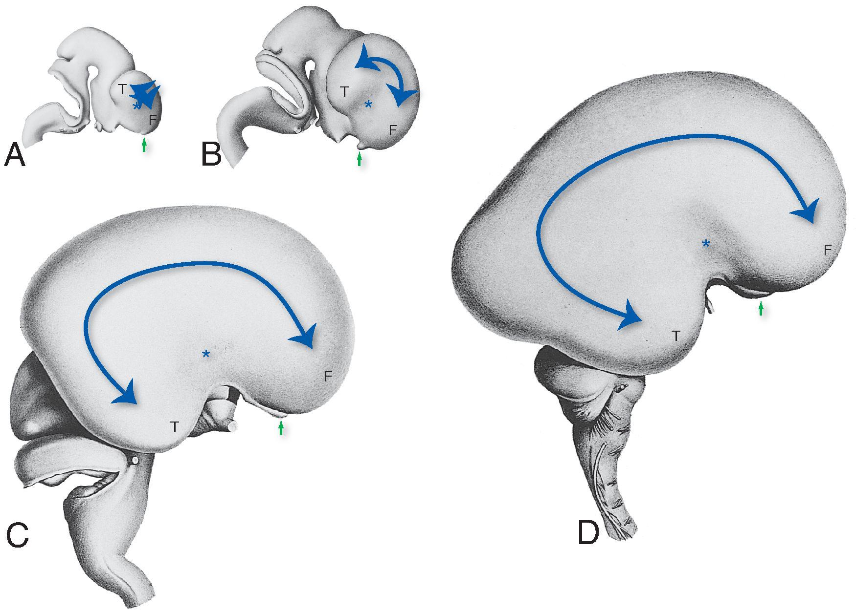 “Rotation” of the Cerebral Hemispheres Into a C shape. Although commonly described as a rotation, the change in shape is actually caused by disproportionate growth of cortex above the location of the future insula (*). The frontal (F) and temporal (T) poles actually move little, but expansion of the cortex between them causes development of the C shape during the second (A and B), third (C), and fourth (D) months. The olfactory bulb is indicated by green arrows . (From Hochstetter F. Beiträge zur Entwicklungsgeschichte des menschlichen Gehirns . I. Teil, Vienna, 1919, Franz Deuticke. In: Vanderah TW, Gould DJ, Nolte J, eds. Nolte’s The Human Brain: An Introduction to its Functional Anatomy. 8th ed. Elsevier; 2021.)