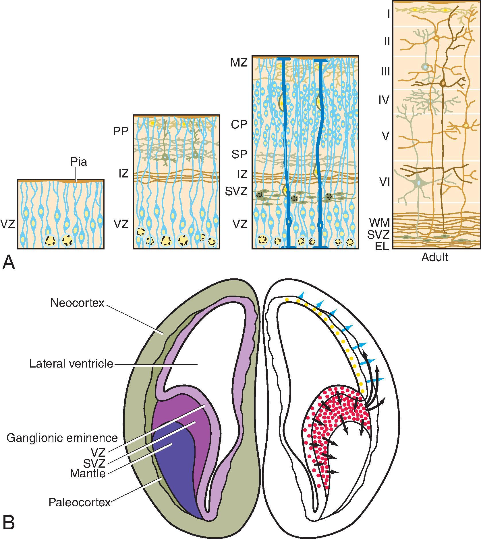 Fig. 1.1, Cytodifferentiation and Lamination of the Neocortex .