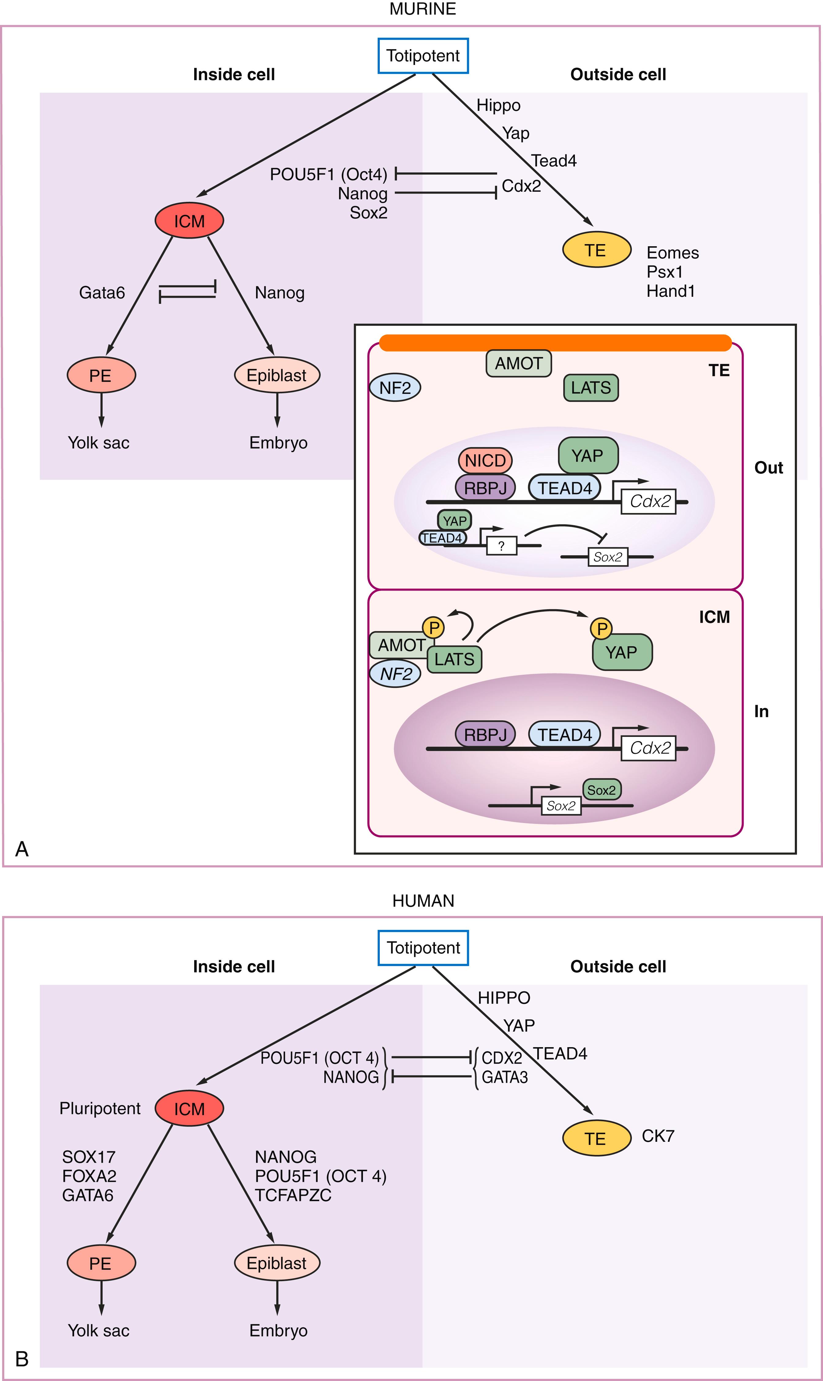 Figure 3.2, Signaling cascades controlling early cell fate decisions and segregation of trophectoderm (TE) and inner cell mass (ICM) in the compacted morula using the inside-outside cell model. PE, Primitive endoderm.