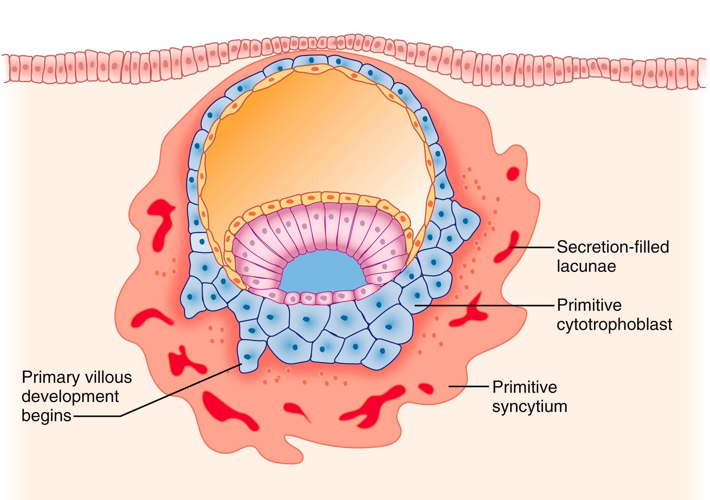 Figure 3.3, Blastocyst attachment.