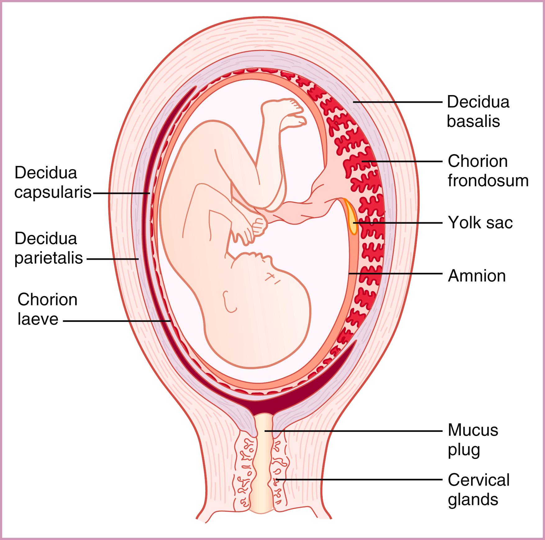 Figure 3.4, Late second-trimester gestation demonstrating anatomy of the mature placenta.