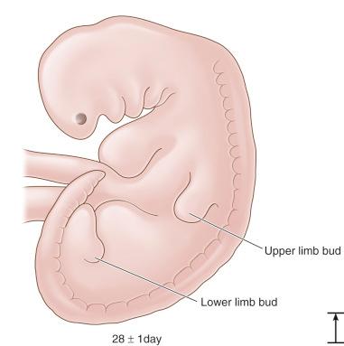 Fig. 11.1, The 28-day embryo: the first appearance of the lower limb bud (length, 4 mm).