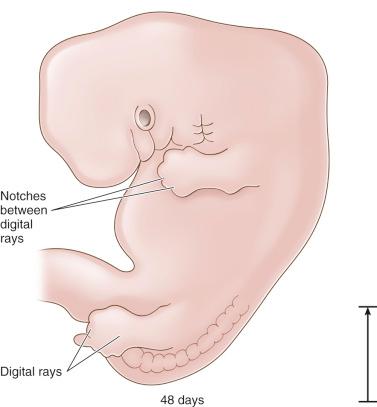 Fig. 11.4, The 48-day embryo: digital rays are distinguishable (length, 15 mm).