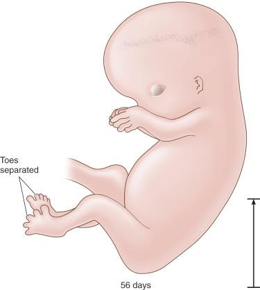 Fig. 11.6, The 56-day embryo: toes are separated (length, 27 mm).