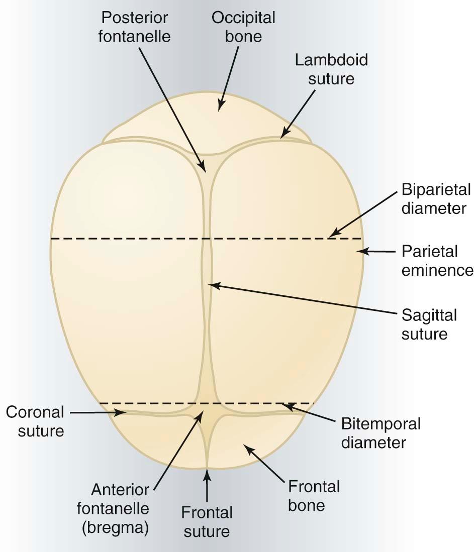 FIGURE 8-1, Superior view of the fetal skull showing the sutures, fontanelles, and transverse diameters.