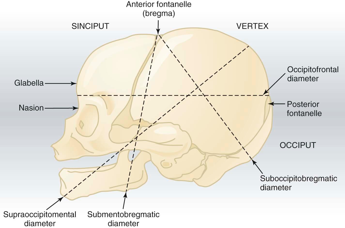FIGURE 8-2, Lateral view of the fetal skull showing the prominent landmarks and the anteroposterior diameters.