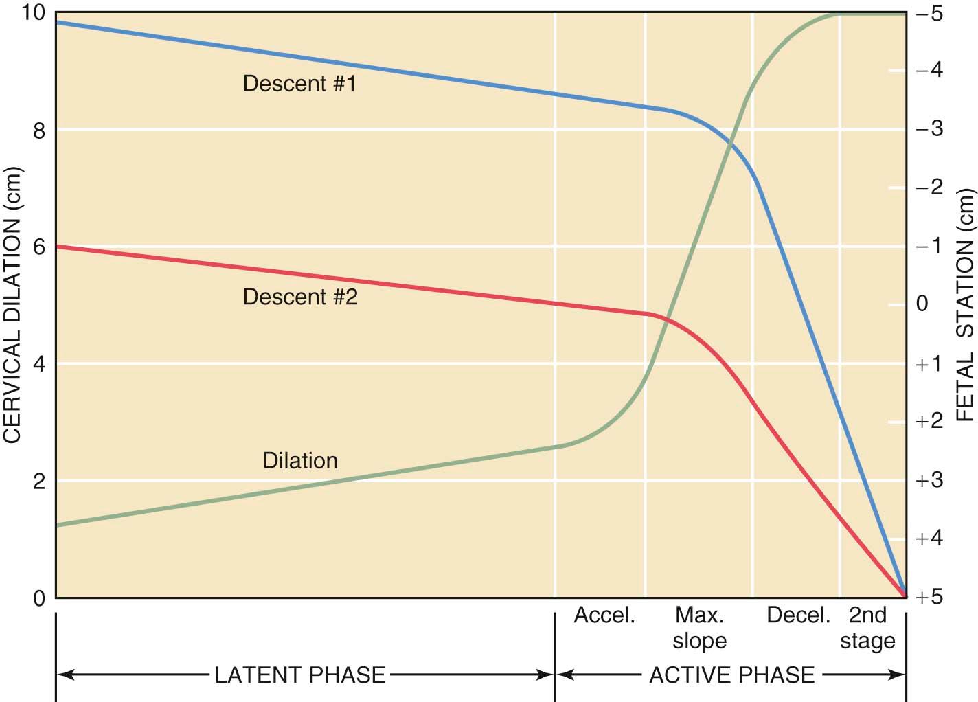 FIGURE 8-9, Cervical dilation and descent of the fetal head during labor. The first descent curve represents a fetus with a floating presenting part at the onset of labor, whereas the second represents a fetus with the presenting part fixed in the pelvis before labor.