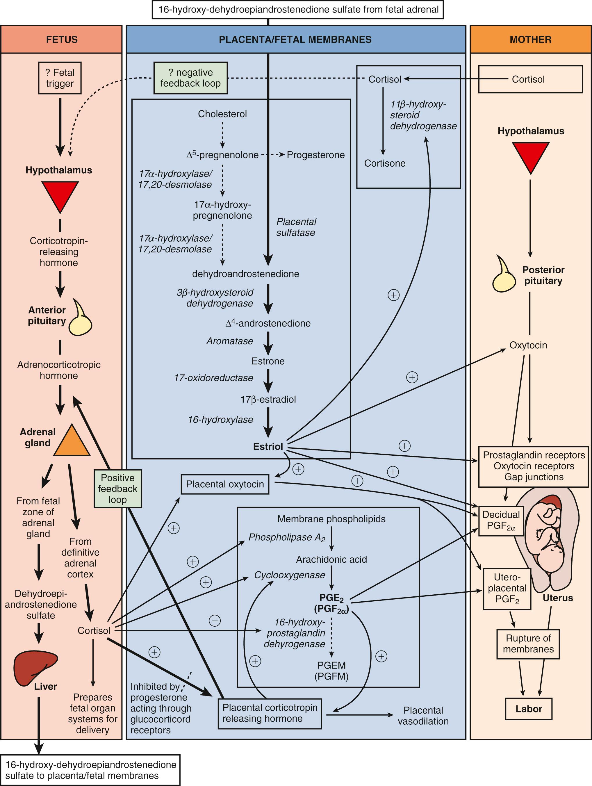 Fig. 11.2, Proposed “Parturition Cascade” for Labor Induction at Term.