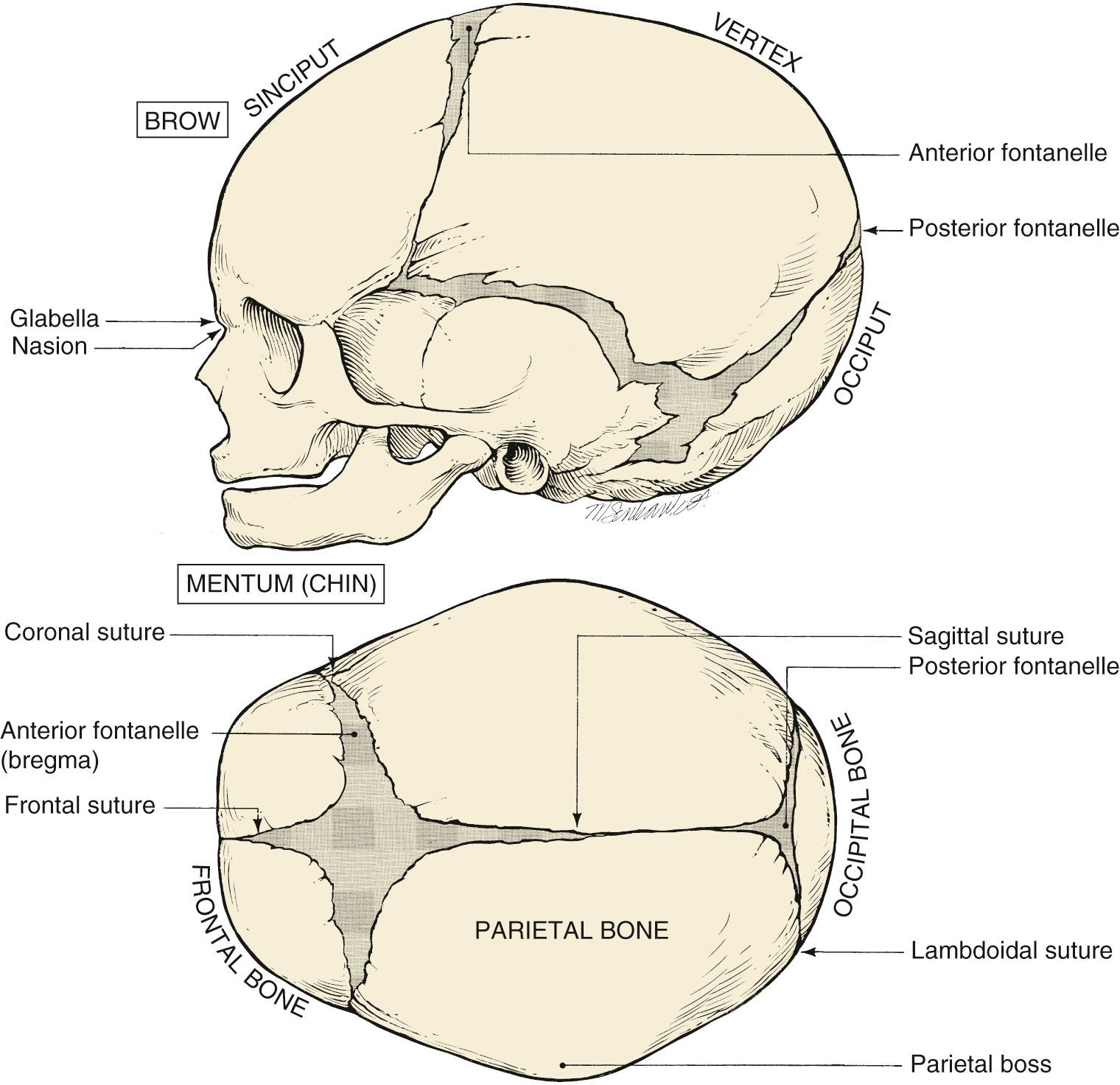 Fig. 11.4, Landmarks of Fetal Skull for Determination of Fetal Position.