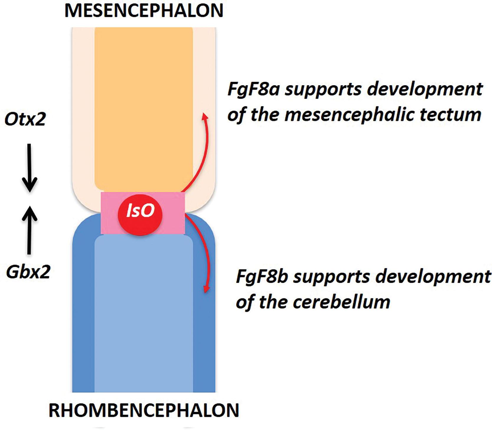 Fig. 4.2, Patterning events at the developing midbrain-hindbrain junction. IsO, isthmic organizer; Otx2 , homeobox protein encoded by the orthodenticle homeobox 2 ( OTX2 ) gene; Gbx2 , homeobox protein encoded by the gastrulation brain homeobox 2 ( GBX2 ) gene; FgF8a and b , fibroblast 8 growth factors a and b encoded by the FgF8 gene.