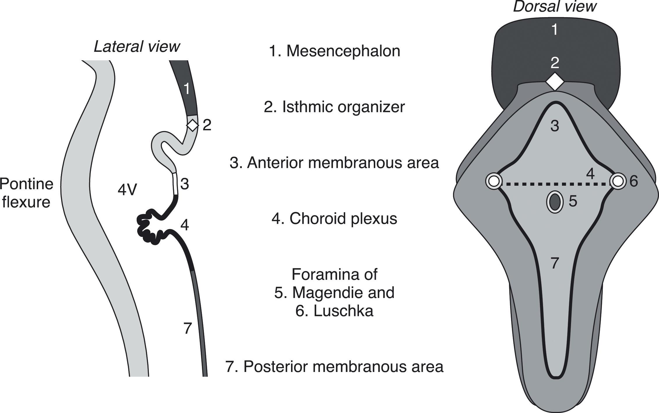 Fig. 4.3, Normal landmarks of the developing fourth ventricular roof.
