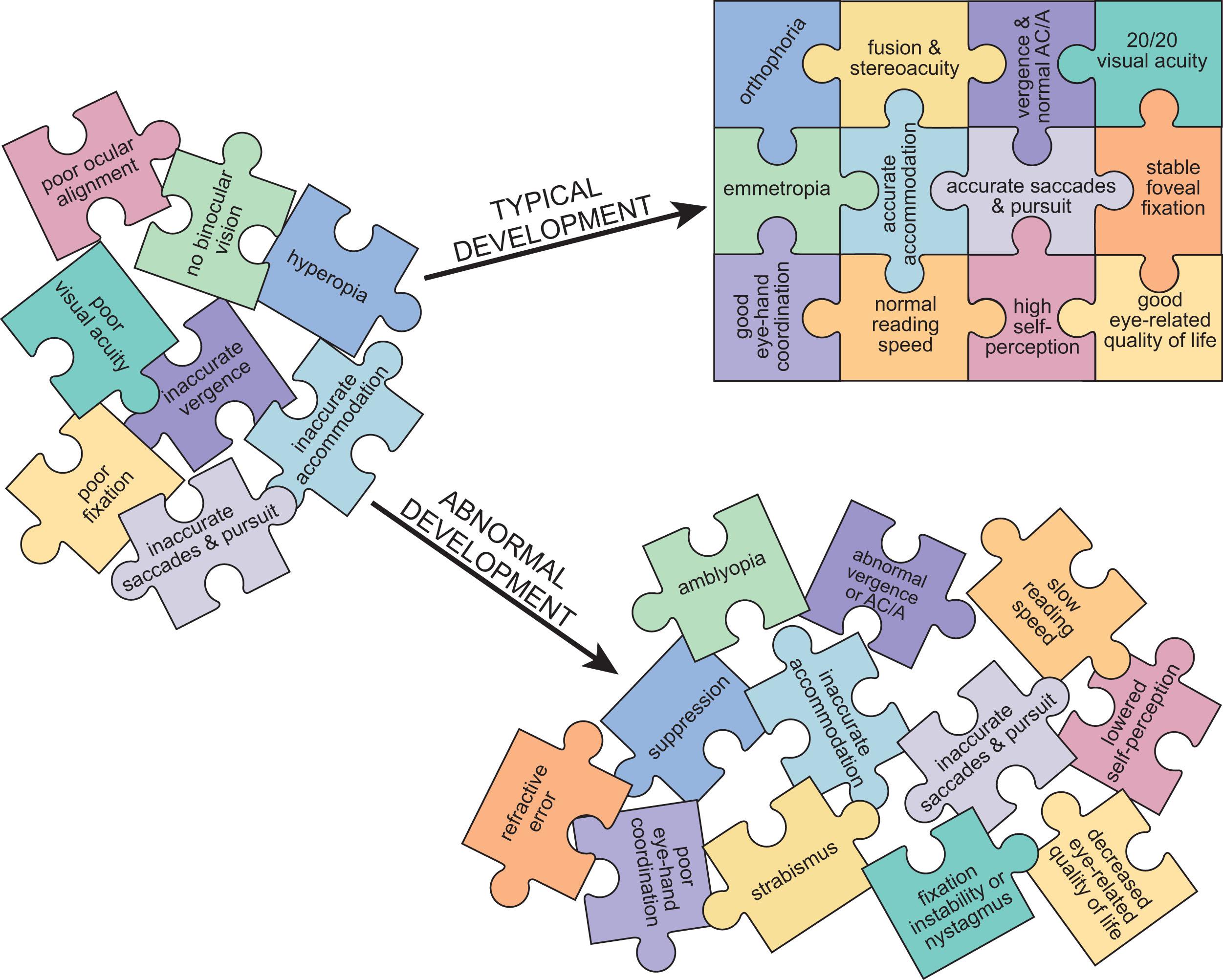 Fig. 3.1, At birth, rudimentary neural circuits have been established but the visual system is immature. In typical development, postnatal visual experience serves to refine these circuits and optimize visual function. The result is not only normal vision, but also normal maturation of developing vision-reliant abilities. Abnormal visual experience during this critical period of maturation can disrupt vision and, in turn, affect other aspects of development, leading to poor eye–hand coordination, slow reading, and lowered self-perception and quality of life.