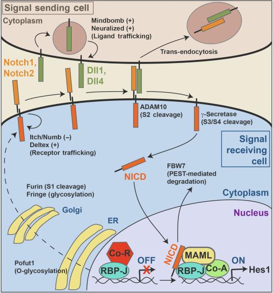 Fig. 6.1, The Notch signaling pathway. Notch signaling is involved in short-range communication between juxtaposed cells with the signal-sending cell expressing ligand (Dll1 and Dll4 in intestinal crypts) and the signal-receiving cell expressing Notch receptor (Notch1 and Notch2 in intestinal crypts). Receptor activation is mediated by proteolytic cleavage events, but optimal Notch activity is dependent on posttranslational modifications and membrane trafficking of Notch receptors and ligands (see Table 6.1 ). In the signal-receiving cell, newly synthesized Notch receptor is O-fucosylated by Pofut1 within the endoplasmic reticulum (ER), which is essential for Notch activity. O-glucosylation, which is required for efficient Notch proteolysis, also occurs at this time. Upon transit through the Golgi, fucose moities are further modified through the addition of N-acetylglucosamine by Fringe O-glycosyltransferases, which can alter ligand-binding specificity. In the Golgi compartment, the Notch receptor is also cleaved within its ectodomain by furin-like proteases (S1 cleavage) to generate a heterodimer held together by noncovalent interactions. Mature Notch receptor is then delivered to the plasma membrane. At the cell surface, steady-state receptor levels needed for productive Notch signaling are regulated by protein interactions (e.g., Numb) and several distinct E3 ubiquitin ligases (e.g., Deltex, Itch/Nedd4), which control receptor trafficking, lysosomal degradation, and recycling. In the signal-sending cell, Notch ligand activity is enhanced through endocytic trafficking, which is also controlled by E3 ubiquitin ligases (e.g., Neuralized, Mindbomb). Upon ligand engagement, the Notch receptor is cleaved by the disintegrin-metalloproteinase ADAM10 (S2 cleavage), which releases the Notch receptor ectodomain and produces a membrane-anchored NEXT fragment. The released receptor ectodomain is trans-endocytosed into the signal-sending cell. Subsequent γ-secretase-dependent cleavage of NEXT (S3/S4 cleavage) releases the bioactive form of the Notch receptor, the Notch intracellular domain (NICD). In the absence of signaling, the DNA-binding protein RBP-Jκ interacts with corepressors (Co-R) to suppress transcription of Notch target genes. However, upon Notch activation, NICD is produced, and it translocates to the nucleus where it interacts with RBP-Jκ, mastermind (MAML) and other coactivators (Co-A) to activate transcription of target genes, including hairy and enhancer of split 1 (Hes1). NICD signaling is terminated by rapid phosphorylation of its C-terminal PEST domain and targeting for proteosomal degradation by E3 ubiquitin ligases such as F-box and WD-40 domain-containing protein 7 (FBW7). Endocytic trafficking components that either reduce (−) or increase (+) the activity of ligands and receptors are noted.