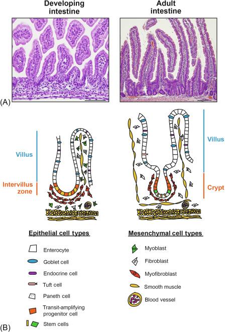 Fig. 6.2, Cellular composition of developing and adult mouse intestine. (A) Hematoxylin and eosin stained paraffin sections of developing (embryonic day 18.5) and adult duodenum. Scale bars, 100 μm. (B) The major cell populations of the epithelium and mesenchyme are depicted schematically. In the adult intestine, stem cells, progenitor cells, and Paneth cells are anchored in the crypts, whereas mature enterocytes, goblet cells, endocrine cells, and tuft cells are primarily located on the villi. Stem cells give rise to the rapidly proliferating transit-amplifying progenitors located on the lateral sides of the crypts. Several crypts surround the base of each villus and provide the mature cell types that migrate onto the villi in organized columns where they eventually reach the villus tip in 3–5 days. In contrast to the other mature cell types, Paneth cells migrate to the base of the crypts where they reside for approximately 20 days. Crypts and Paneth cells do not arise until 2–3 weeks after birth. Proliferating cells in the developing intestine are clustered together in the so-called “intervillus zone.” Cell types not shown include cells of the enteric nervous system and hematopoietic cells that are resident and likely regulated by Notch signaling. Follicle-associated epithelium and microfold M cells are also not depicted.