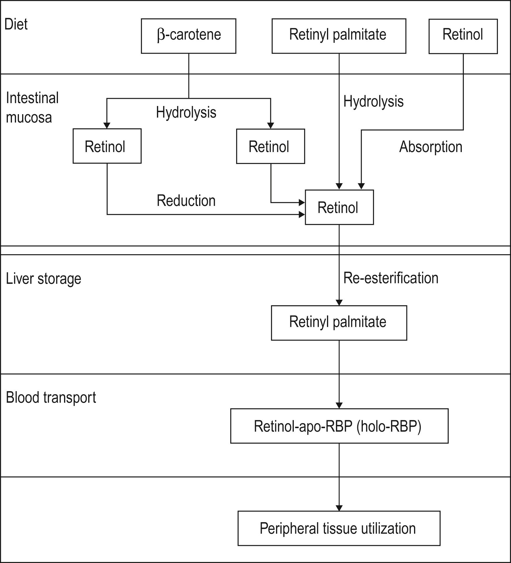 Fig. 61.1, Metabolism of vitamin A.