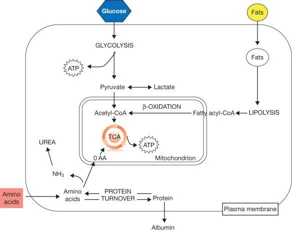 Fig. 28.3, Simplified overview of metabolic pathways.
