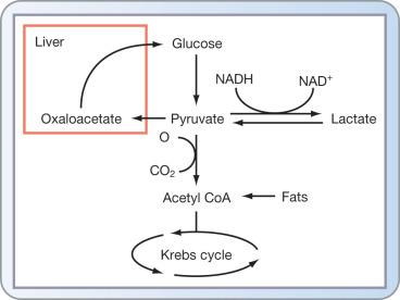 Fig. 28.4, Oxidative decarboxylation of pyruvate is a pivotal step in the overall oxidative metabolism of carbohydrates and fats. Overwhelmingly high levels of glucose may lead to lactate production, even in the presence of oxygen.