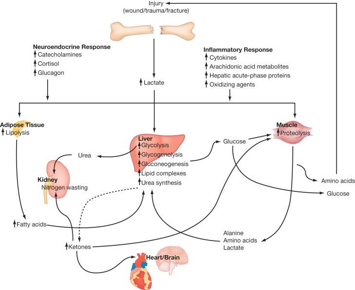 Fig. 28.5, Schematic representation of thermal-injury-induced shifts in substrate metabolism.