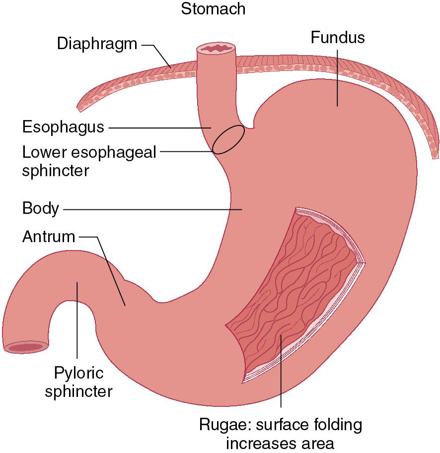 Nutrition, digestion, and absorption Biology Diagrams