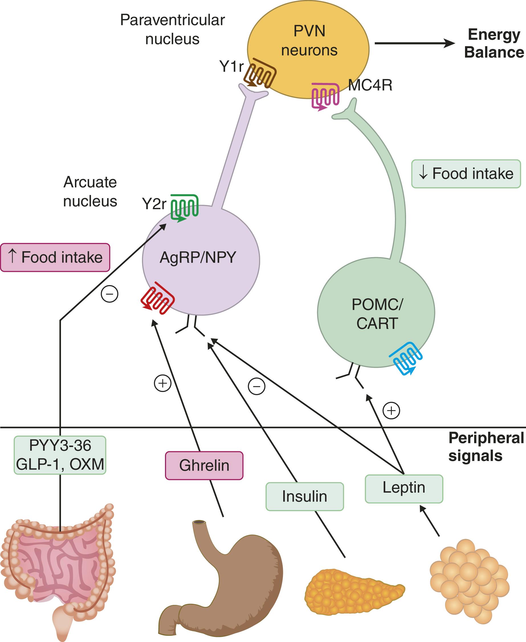 E-FIGURE 201-1, Central appetite regulation pathways. AgRP = agouti-related protein; CART = cocaine- and amphetamine-related transcript; GLP-1 = glucagon-like peptide 1; MC4R = melanocortin 4 receptor; NPY = neuropeptide Y; OXM = oxyntomodulin; POMC = proopiomelanocortin; PVN = paraventricular nucleus; PYY3-36 = peptide tyrosine tyrosine 3-36.