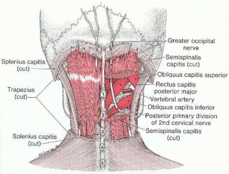 Figure 62.1, Anatomy of the greater occipital nerve.